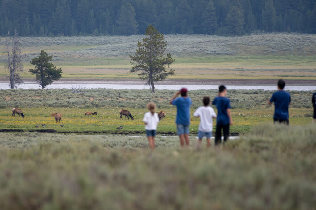Crowds of Tourists Gather to Watch Elk