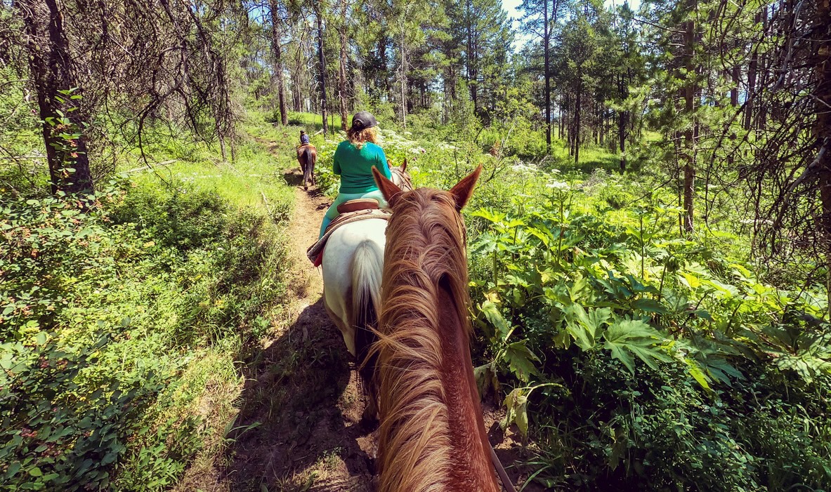 Horses Ridback 13 Tips on Horseback Riding for First-Timers
