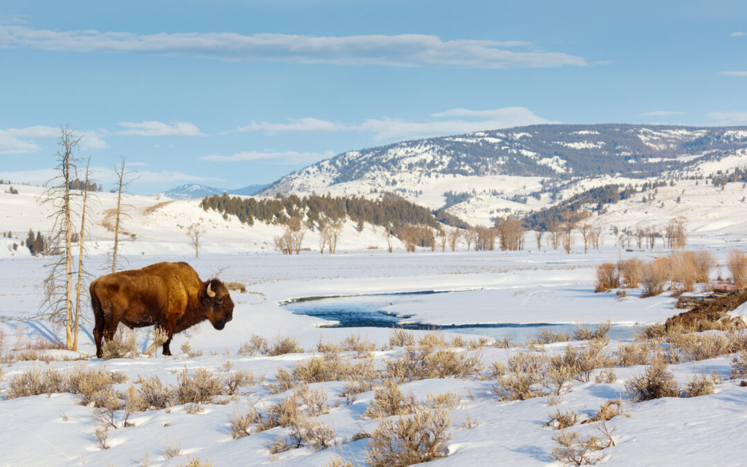 What Makes Yellowstone a Unique Winter Destination?