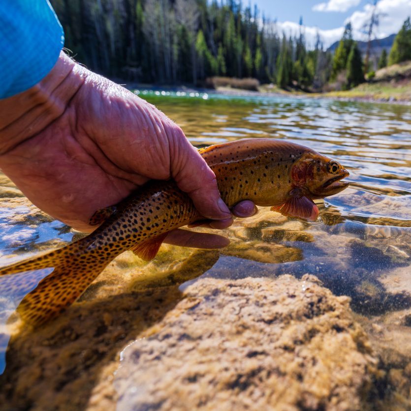Cutthroat Trout